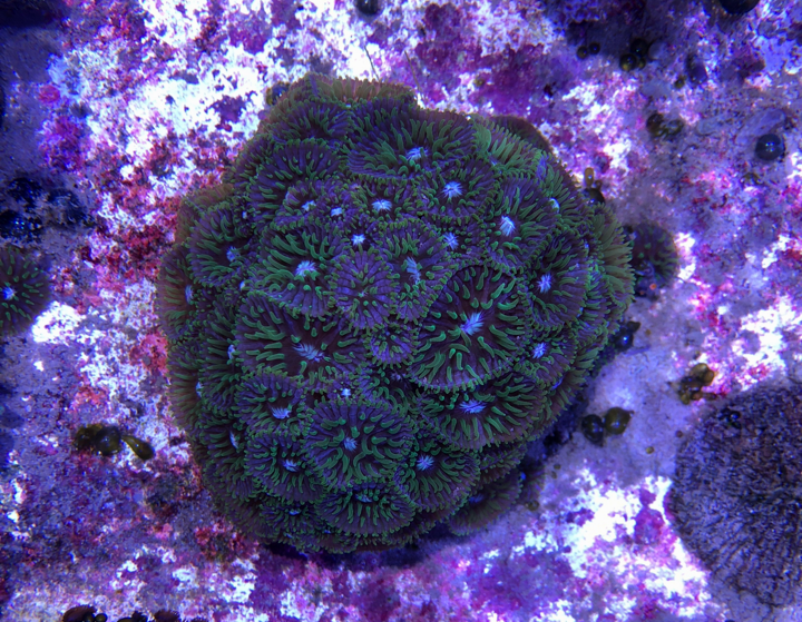 Mother Colony of the Mons Venus Purple Plate Fungia at Coral Morphologic. Note the free-living offspring at far left. Image credit: Colin Foord