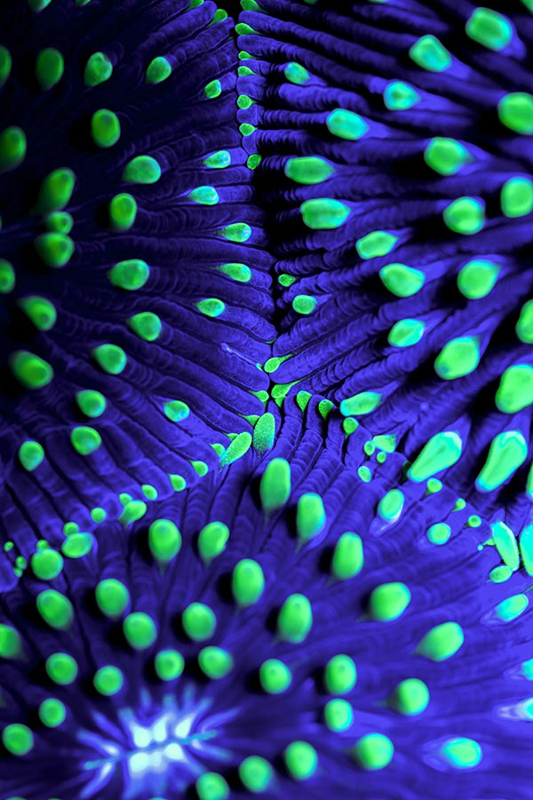 The 'Mons Venus' Purple Plate Coral, aquacultured by Coral Morphologic and photographed by Javier Soler at wholesale distributor Exotic Sea Life in Miami, Florida.
