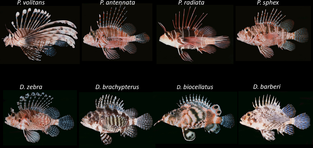 Eight species of lionfishes present in the U.S. ornamental fish trade from April 2016–2017, from the new open-access journal article, Characterizing the US Trade in Lionfishes. Image credits: John E. Randall