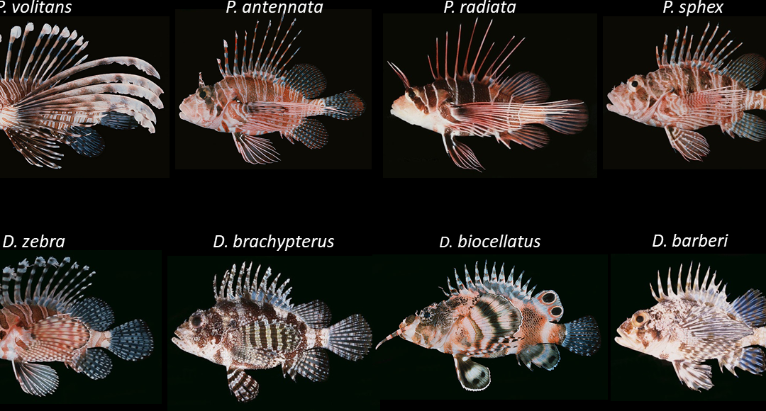 Characterizing the US Trade in Lionfishes