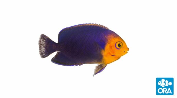 The ORA Cherub Angelfish, Centropyge argi. This species has been bred before, but this new production will bring captive-bred specimens to hobbyists.