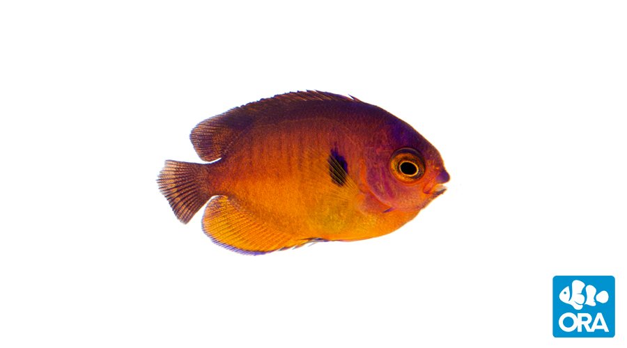 A juvenile example of ORA's captive-bred Coral Beauty Angelfish, Centropyge bispinosa.