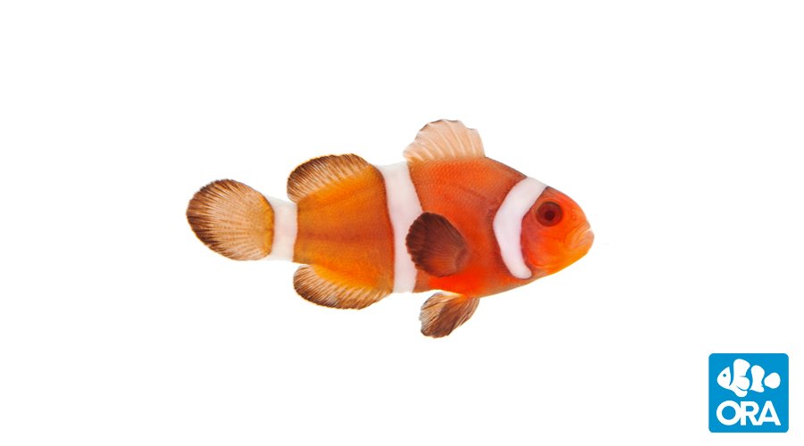 Intermediate coloration of a Zombie Clownfish as the fish starts to mature.