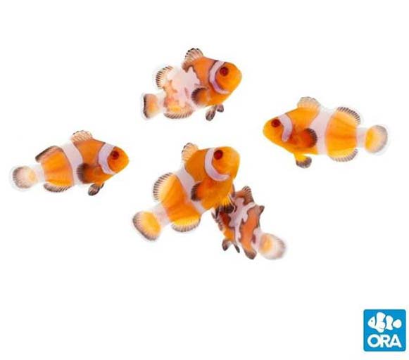 Zombie clownfish with siblings that also carry the Snowflake gene. What would you call these new and very rare variants?