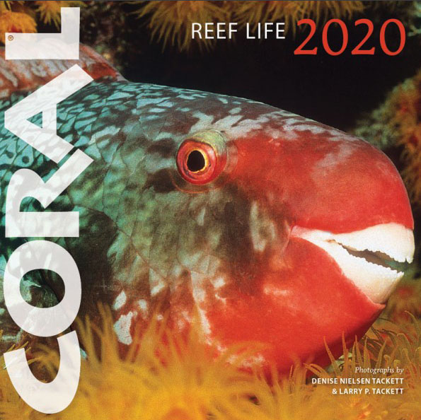 REEF LIFE 2020
