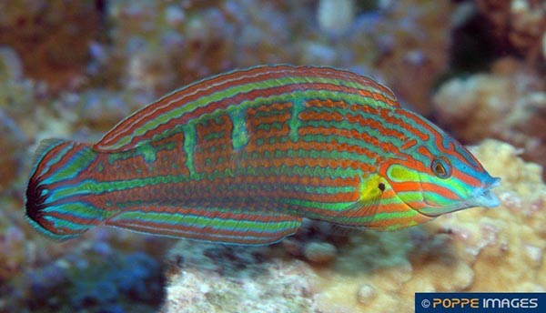Tiny brown & white juveniles will give rise to stunners like this mature male Melanurus Wrasse. Image courtesy Guido Poppe/Poppe Images.