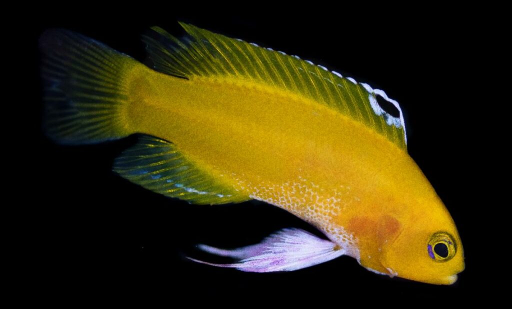 Named the Platinum Dejongi, captive-breeding has produced a variant of this rare species where the normally magenta markings on the fins are replaced with near-white coloration.