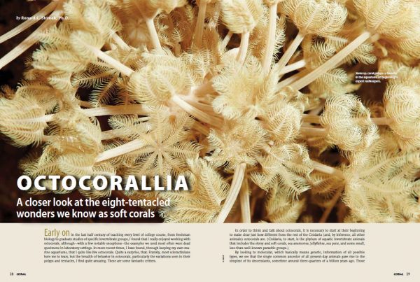 OCTOCORALLIA: A closer look at the eight-tentacled wonders we know as soft corals by Ronald L. Shimek, Ph.D.