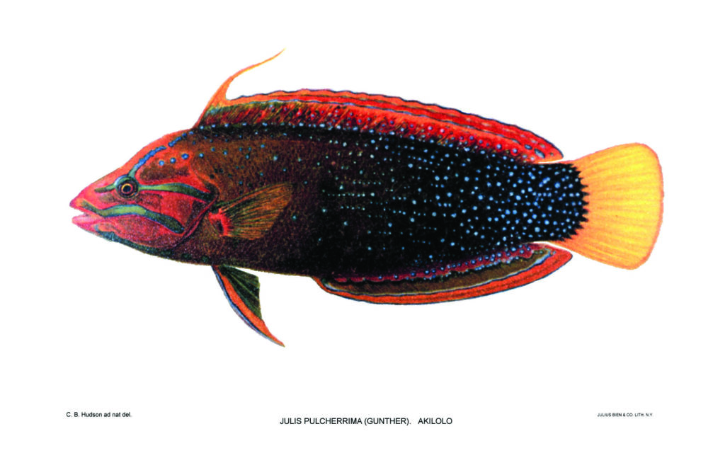 The adult Red Coris Wrasse, Coris gaimard. Vintage illustration by David Starr Jordan & B.W. Evermann from Shore Fishes of the Hawaiian islands, 1905-1906.