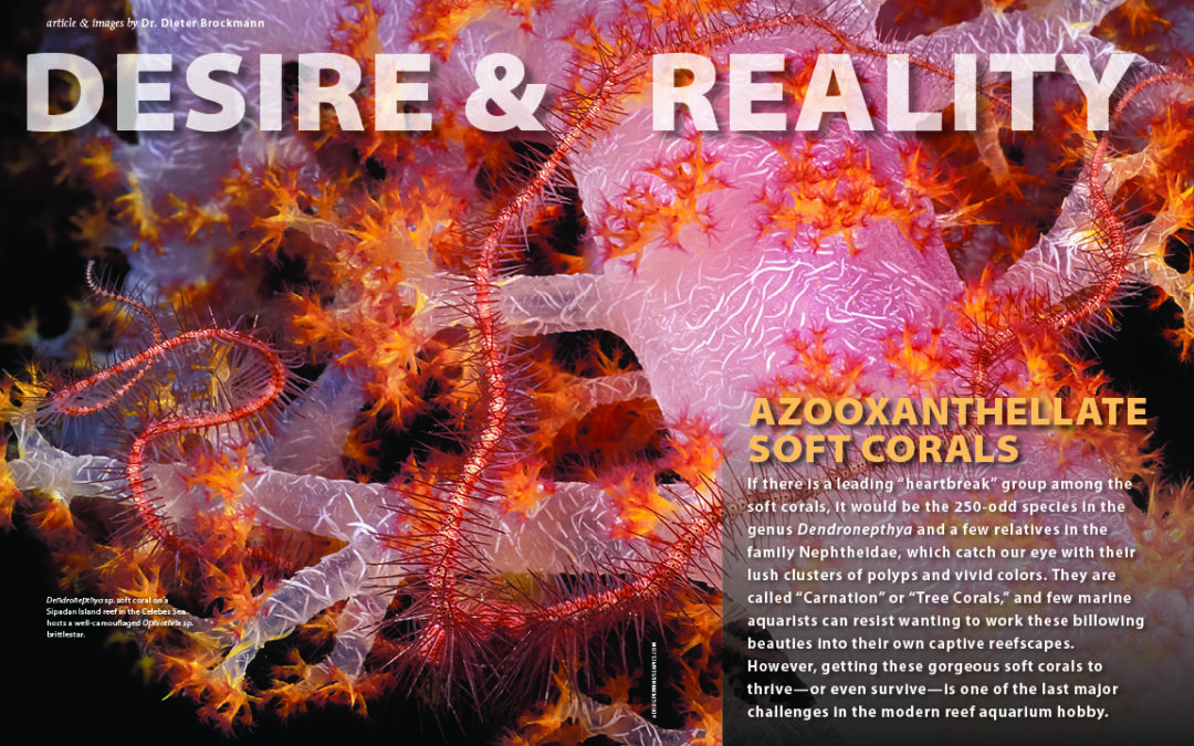CORAL Magazine New Issue “OCTOCORALS” Inside Look