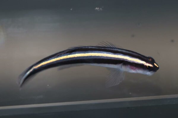 The Broadstripe Cleanere Goby, Elacatinus prochilos, is a new aquacutlured-offering from Bocas Maricutlure, distributed by Biota Aquariums in Florida.