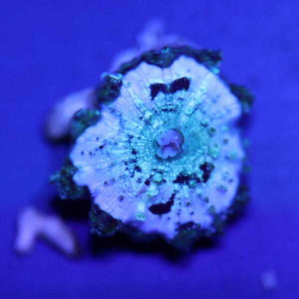 An aquacultured Discosoma carlgreni - Image courtesy Biota Aquariums.