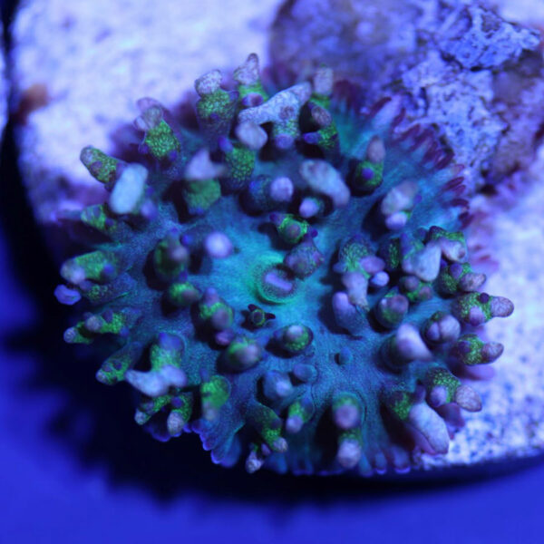An aquacultured Rhodactis osculifera. Image courtesy Biota Aquariums.