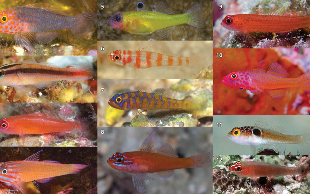 A Definitive (and FREE) Species Guide to 105 Trimma Gobies