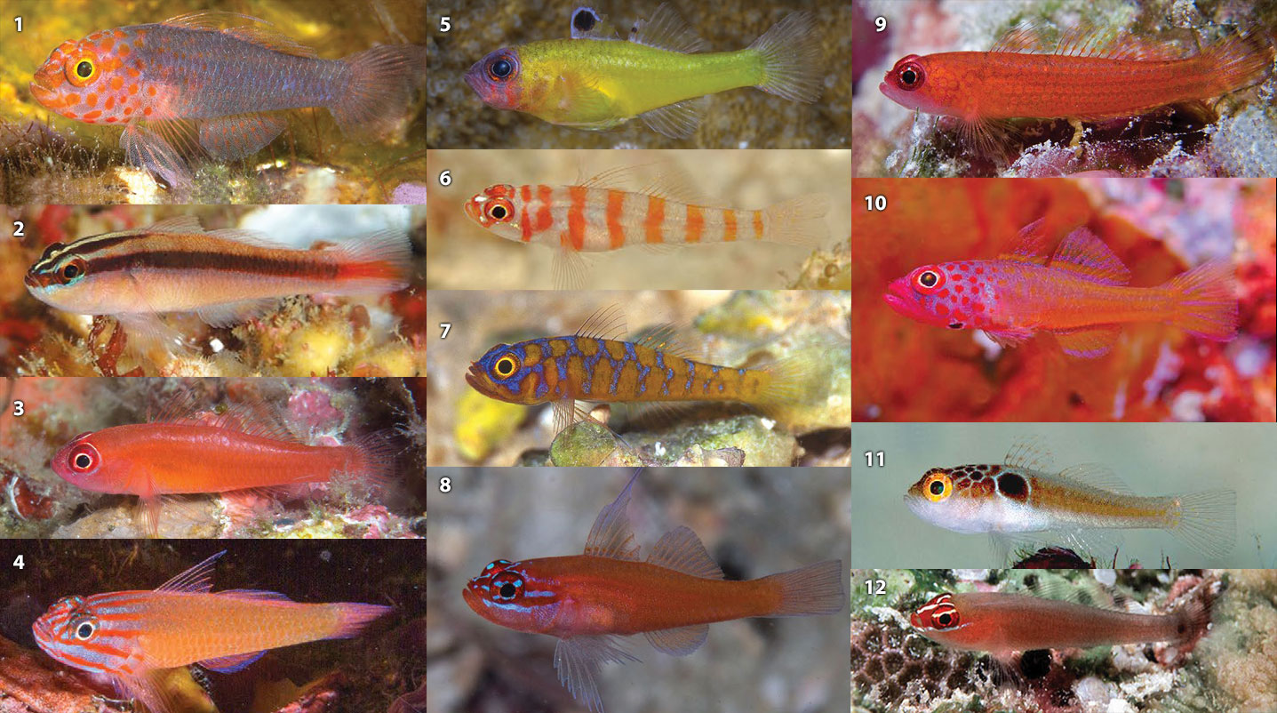 A montage of attractive Trimma gobies from the new, all-encompassing key to the genus from Richard Winterbottom and the Journal of the Ocean Science Foundation. See the key to species below.