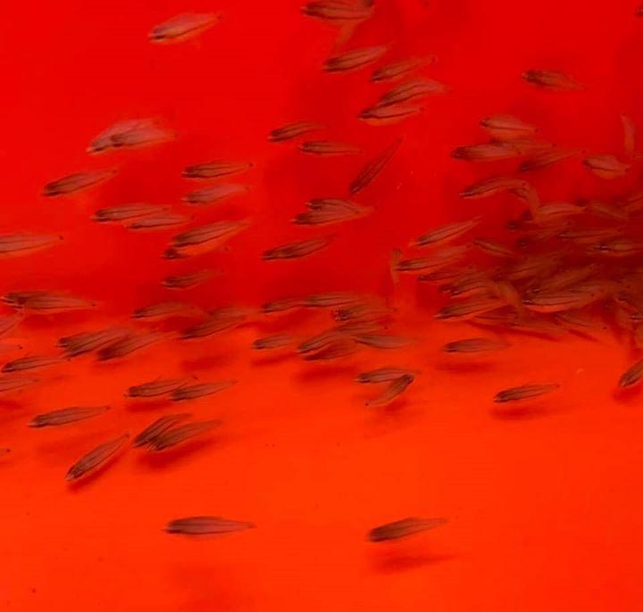Captive-bred Seale's Cardinalfish being prepared for export from Palau.