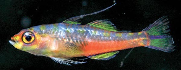 Trimma habrum has an unusual translucent dorsum. Photographed at Sulawesi, Indonesia, by Mark V. Erdmann