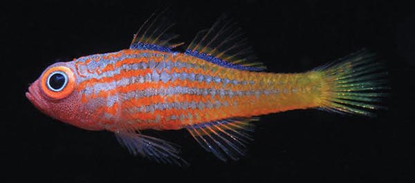 The beautiful Pajama Pygmygoby, Trimma pajama, was only described in 2014. Seen here at Penemu Lagoon, Raja Ampat, Indonesia, photographed by Mark V. Erdmann.