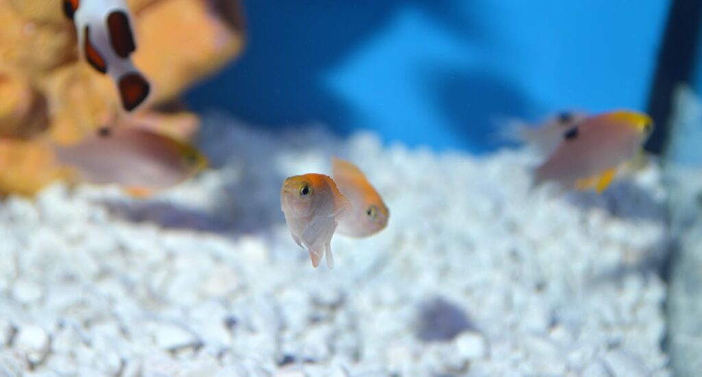 Front and center, ORA's latest damselfish debut, but in the background, the similar-looking Talbot's Damselfish is readily identified by it's prominent black dorsal ocellus.