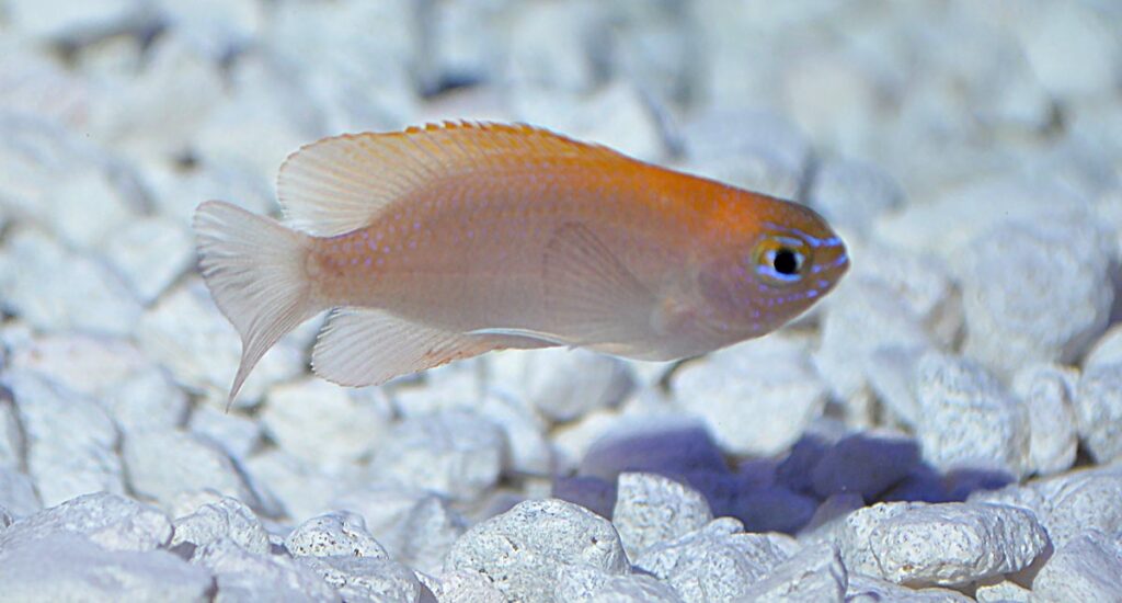  With a pink-to-lavender body, goldenrod back, and blue facial markings, the Pink Smith or Smith's Damselfish has a pleasing appearance that would stand out in a group display.