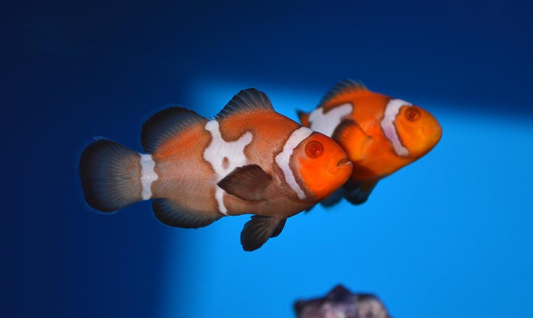 Friday Photospread: ORA’s New Snow Zombie Clownfish