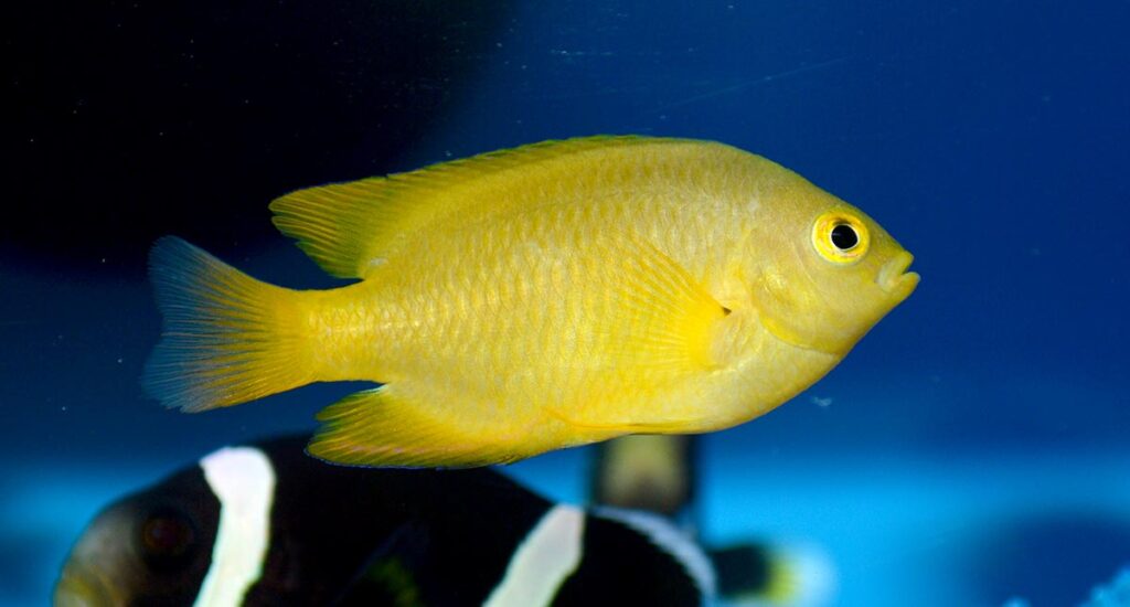 ORA's Lemon Damselfish, Pomacentrus moluccensis, were well-grown, large and impressive.