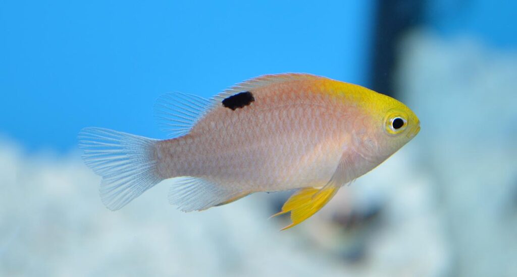 ORA's captive-bred Talbot's Damselfish, Chrysiptera talboti, are one of several species that have been produced routinely by the hatchery. ORA's newest introduction is similar at first glance.