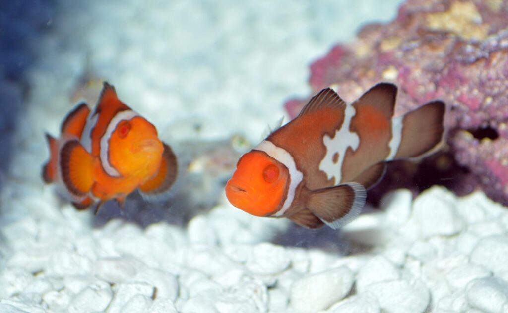 Even something as highly domesticated as a saltwater "Zombie Snowflake" Ocellaris Clownfish could wind up illegal to produce or sell if the species, Amphiprion ocellaris, is not included on a whitelist.