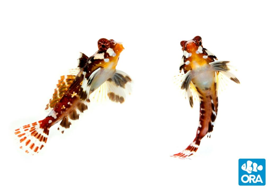 Captive bred Red Scooter Dragonets (Synchiropus stellatus) may soon return to market through ORA efforts.