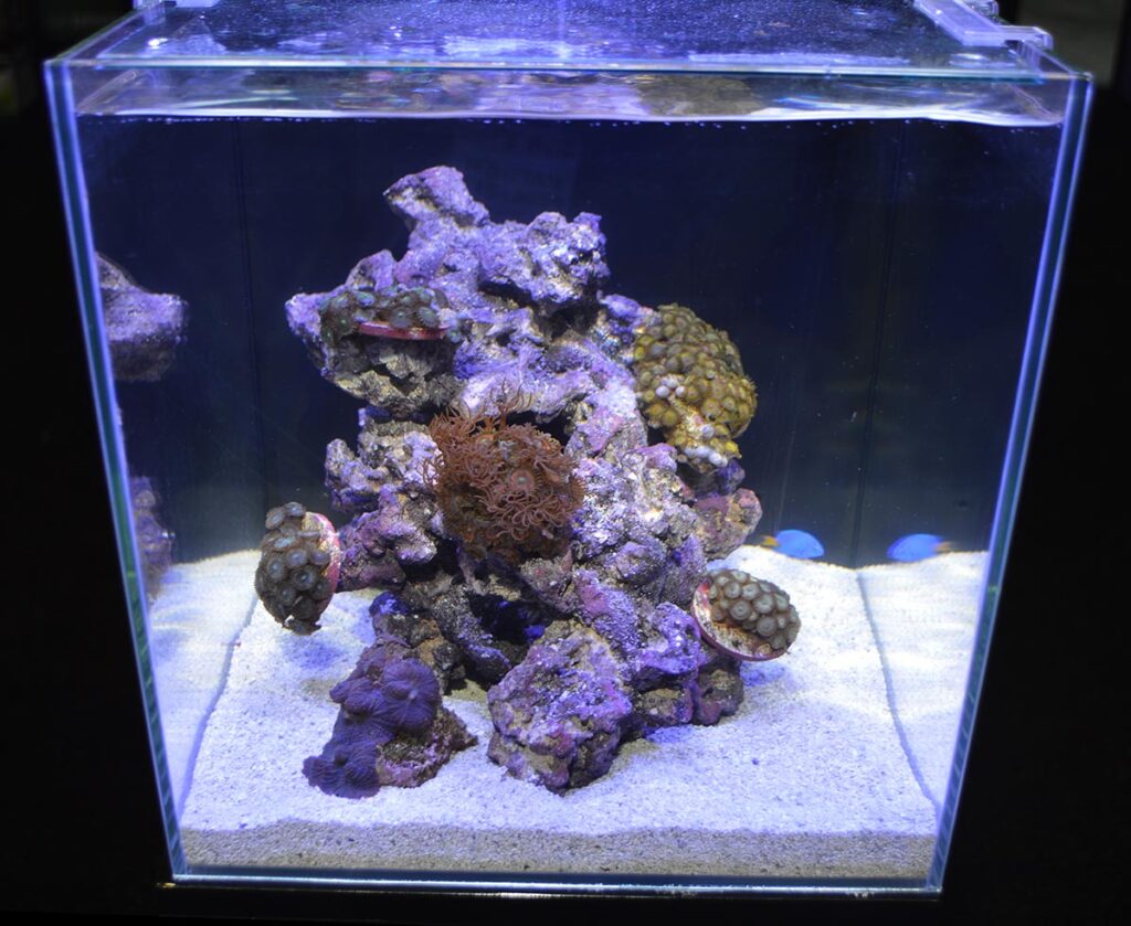 Rimless glass cube reef aquarium display by JBJ