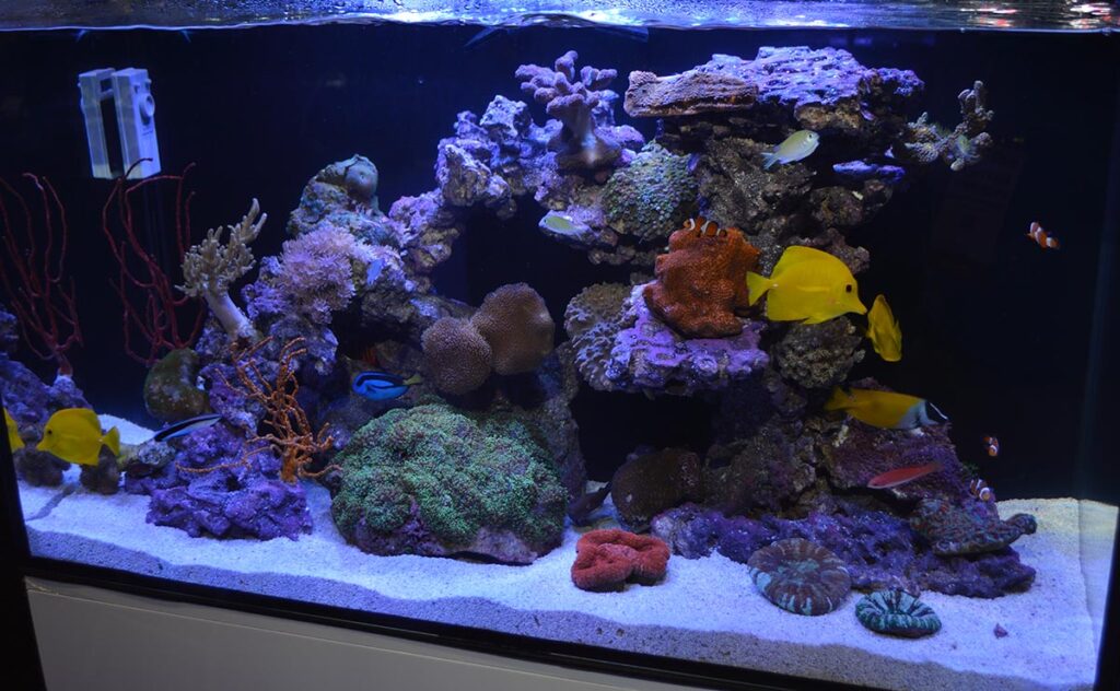 JBJ's AIO (All-In-One) Rimless Flat Panel Aquarium gets showcased with the full reef treatment!