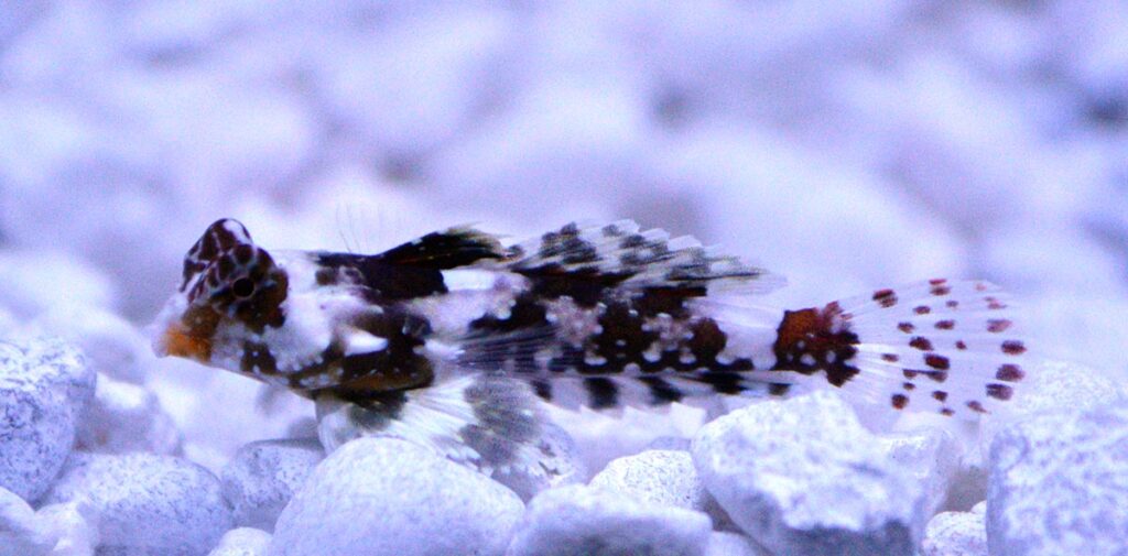 This tiny captive-bred "Scooter Blenny", Synchiropus ocellatus, may be one of the best captive-bred dragonets to attempt, as this species is generally a little less fussy than its more gaudy relatives. Note the aquarium gravel for a sense of scale; specimens will be grown larger before heading to market.