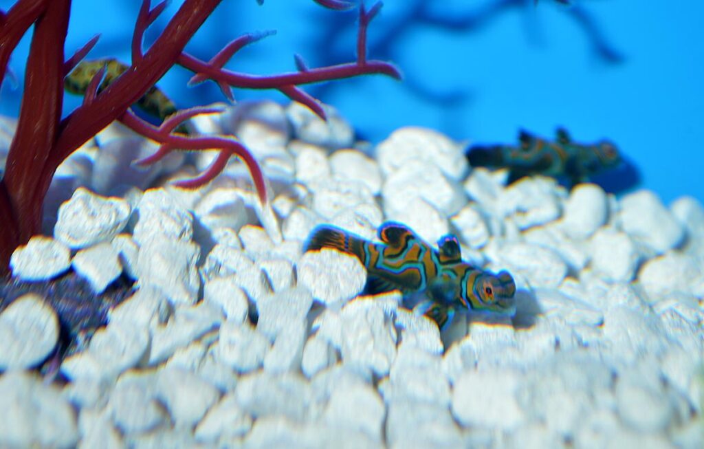 Not as eager to show off, small captive-bred Green Mandarins (S. splendidus) were on display as well.