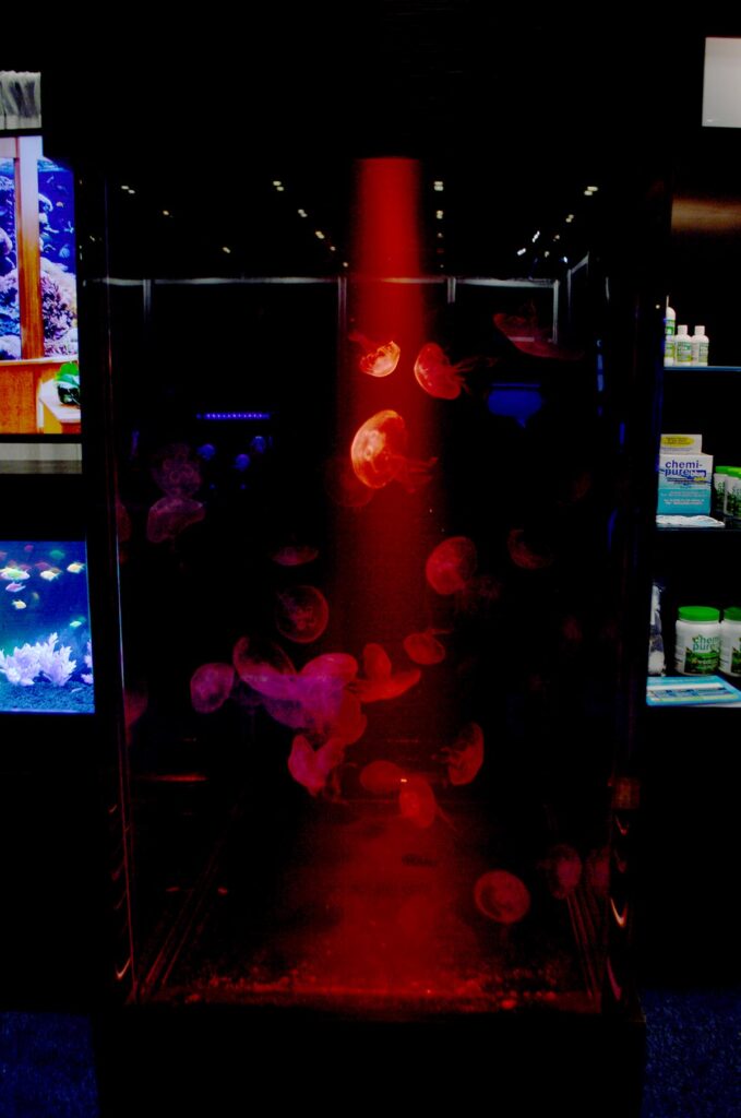 The large jellyfish display was viewable from three sides....