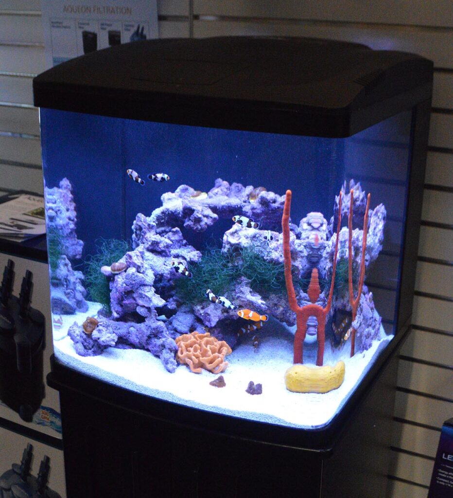 A Coralife LED BioCube on display with Aqueon is a classic all-in-one entry point to the reef aquarium hobby.