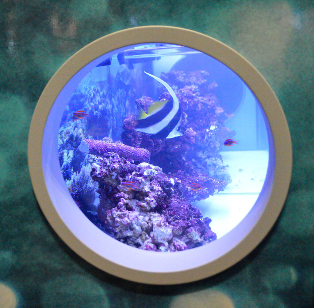 A viewing portal through the side of a commercial-style display housing marine fish from Segrest Farms.