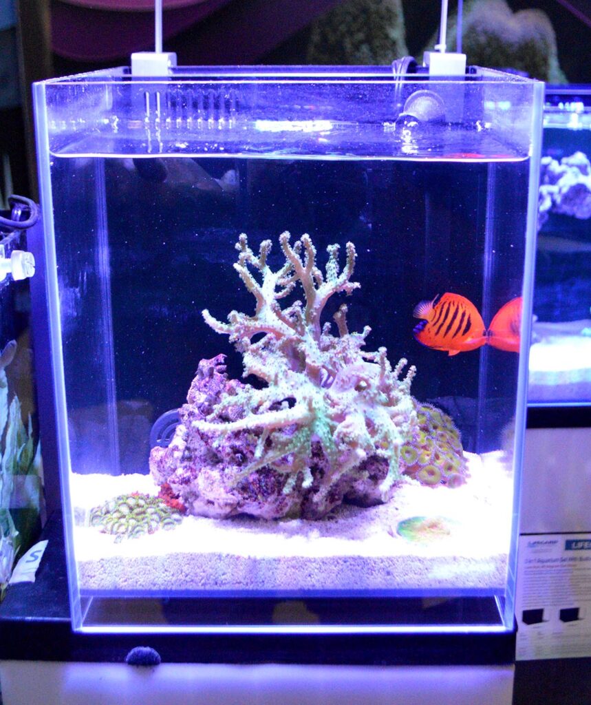 A nano-reef display at Dr. Tim's Aquatics featuring Lifegard's Crystal Aquariums Elevated Series, which raises the bottom pane of the aquarium up off the stand to give a unique appearance.