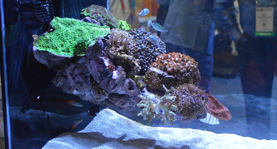 The Marine Aquariums and Reef Tanks of Global Pet Expo 2020