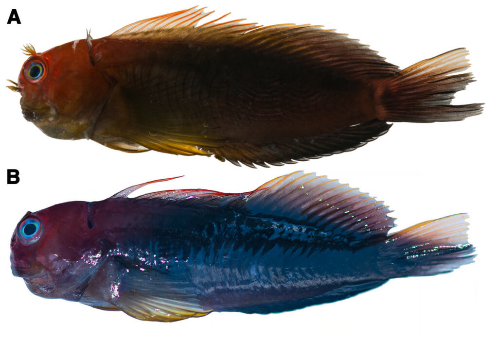 Photographs of freshly dead Cirripectes matatakaro sp. nov. specimens showing live coloration. (A) 60 mm SL adult male holotype (USNM 423364, Austral Islands). (B) 60 mm SL adult female paratype (USNM 409139, Marquesas Islands). Photographed by Jeffrey T. Williams, Smithsonian Institution.