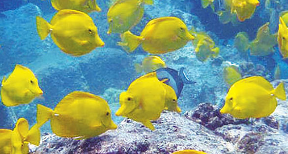 Setback for Aquarium Fishery in West Hawai’i