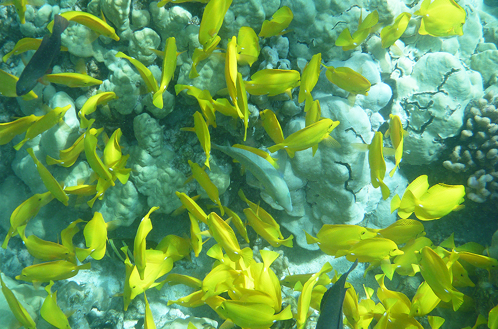 Support Our Hawaiian Fishermen!