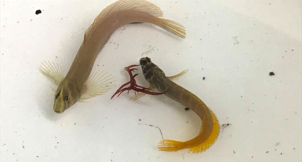 Broodstock pair, with male on left and smaller, more colorful female on right. Image credit: Pei-Sheng Chiu