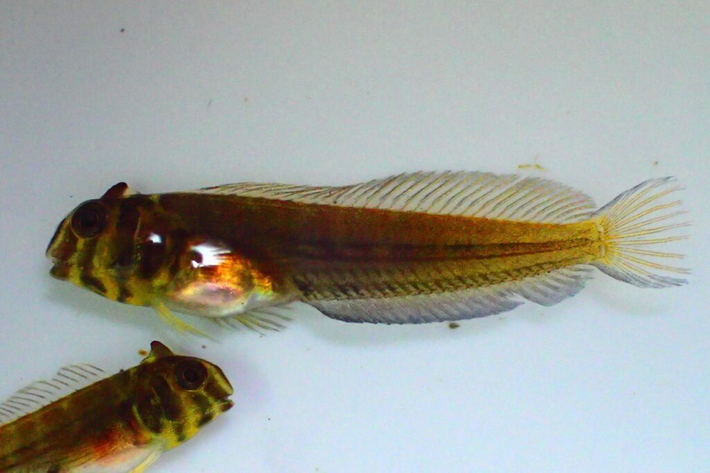 A juvenile Tophat Blenny with coloration more developed. Image credit Pei-Sheng Chiu