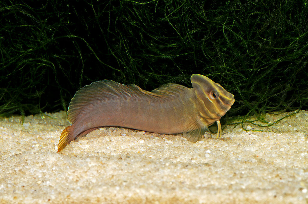 The Tophat Blenny, Omobranchus fasciolatoceps is an inshore species often marketed to Frehswater Aquarists.. This image by Mike Jacobs, courtesy of Nautilus Wholesale.