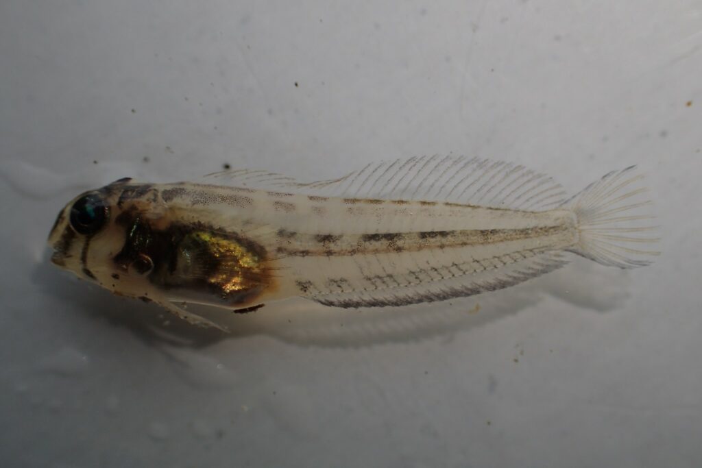 A fully formed juvenile Tophat Blenny. Image credit Pei-Sheng Chiu