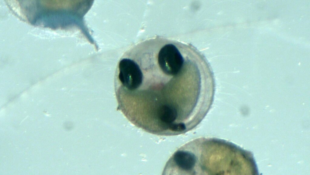 Egg of the Tophat Blenny, near hatching. Image credit Pei-Sheng Chiu