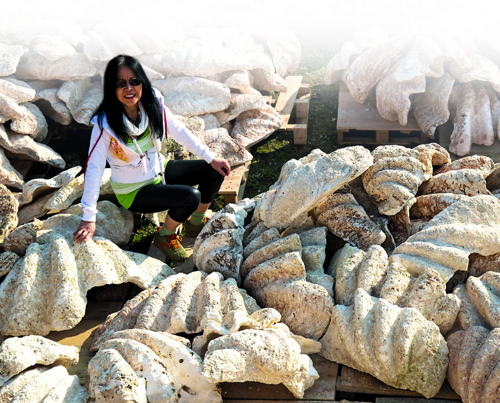 Fossil giant-clam shells imported by German curio trader OM Shanti. Some ancient fossils may reveal changes in sea chemistry in times past. Image: D. Knop.