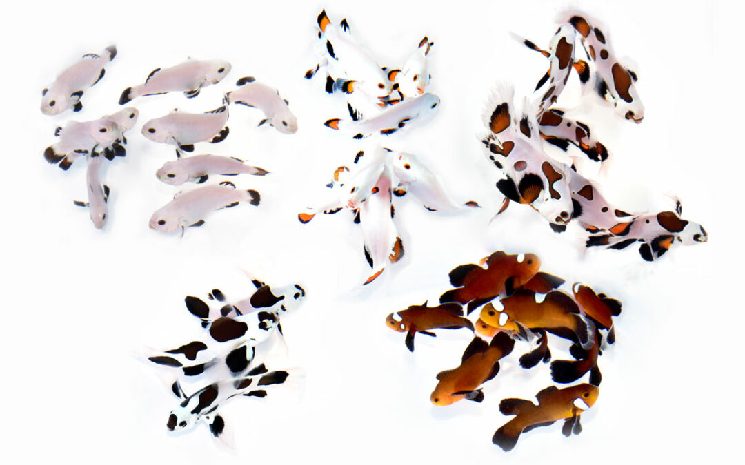 A Squall Line of New Longfin & Storm Clownfish