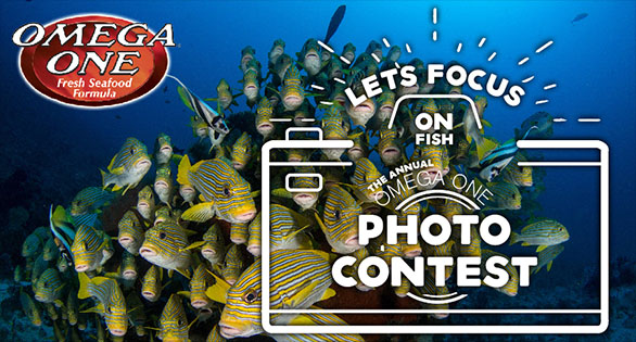 Let’s Focus on Fish: Omega Sea’s 2020 Photo Contest