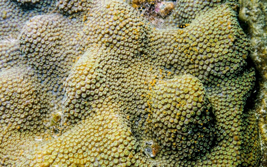 Florida Keys Sees Restored Star Coral Spawning Event